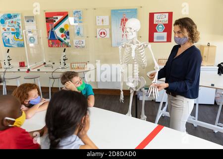 Female teacher wearing face mask using human skeleton model to teach students in class Stock Photo