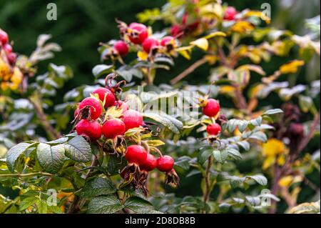 Rosaceae,rosa,rugosa, red autumnal fruits or hips. Stock Photo