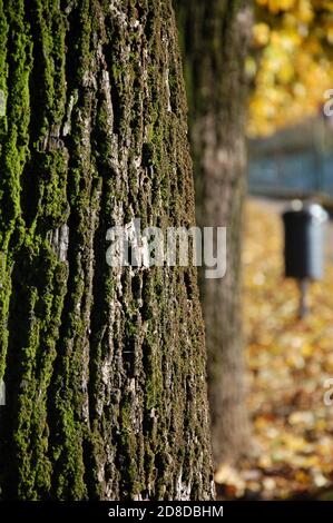 bark tree trunk in foreground and blurred trash basket in the street in background in autumn time. Vertical photo Stock Photo