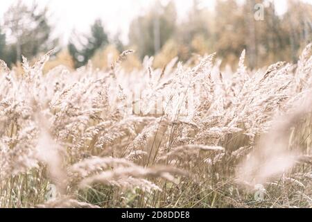 Beautiful abstract closeup of golden dried meadow grass. Beautiful fall rural nature background landscape. Great design for any purposes. Stock Photo