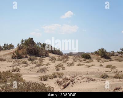 Coastal sand desert in Egypt with bush plants Stock Photo