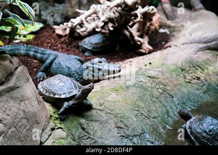 Crocodile and turtle in the zoo Stock Photo