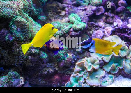 Yellow ornamental fish in a fish tank Stock Photo