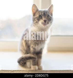 Cute young ashy kitty sits on a sunny windowsill. Stock Photo