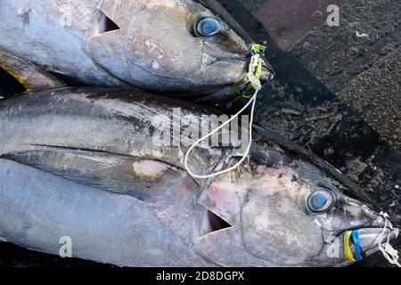 two freshly caught tuna fishes in Ambon, South Moluccas, Indonesia. Stock Photo