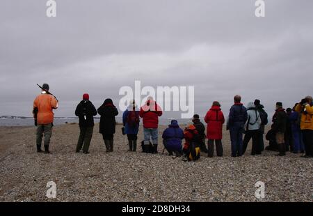 Polar Bear attack - an armed guide stands guard while tourists photograph walrus on an island of the Svalbard archielago. Stock Photo