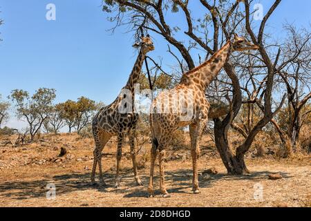 Giraffe in Lions Park, Johannesburg, South Africa Stock Photo