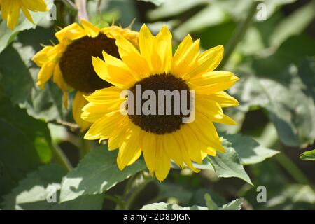 A sunflower in bloom Stock Photo
