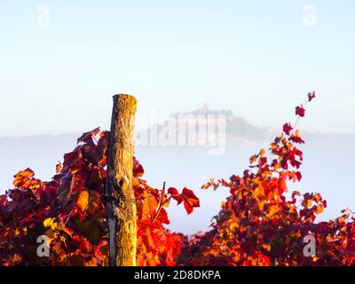 Intensive vivid Red colors Autumnal grapevine vineyard focus on leaves before Motovun in Istria Croatia Europe like floating old town above thick fog Stock Photo