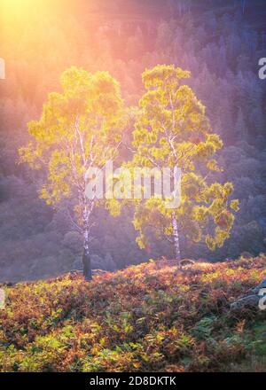 Two Birch trees with bright Autumn foliage being back lit by the rising sun on a mountain side. Holme Fell, Lake District, UK. Stock Photo