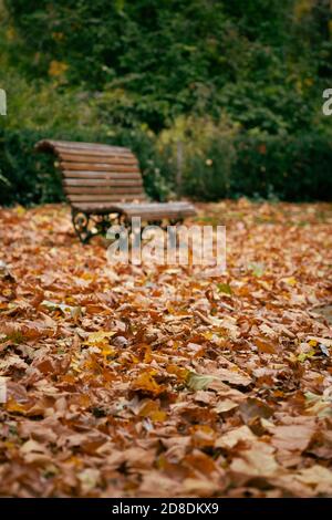 Brown Autumn Foliage and a Bench with Green Background Stock Photo