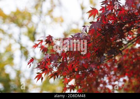 Tree with Red Autumn Leaves in Brussels Belgium Stock Photo