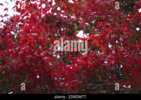 Tree with Red Autumn Leaves in Brussels Belgium Stock Photo