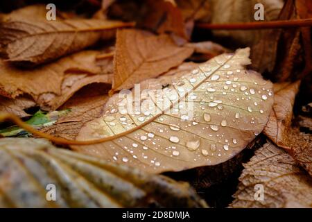 A brown, dead leaf on the ground with water drops on in Scotland. UK Stock Photo