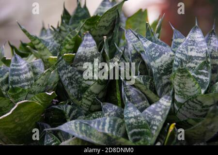 Dracaena trifasciata is a species of flowering plant in the family Asparagaceae, native to tropical West Africa from Nigeria east to the Congo Stock Photo
