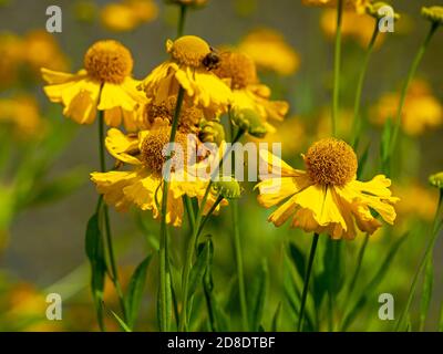 Bright yellow flowers of sneezeweed Helenium autumnale Pumilum Magnificum in a garden Stock Photo