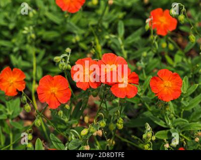 Pretty orange flowers of a Helianthemum rock rose plant in a garden, variety Fire Dragon Stock Photo