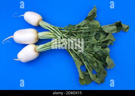 Flat lay of three white turnips that keep the green leaves of the plant on a blue background Stock Photo