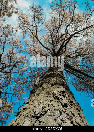 Low angle shot of the beautiful leaves on the branches of a tree Stock ...
