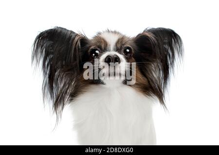 Two cute papillon puppies are standing on a green grass in the summer park.  Pet animals. Purebred dog Stock Photo - Alamy