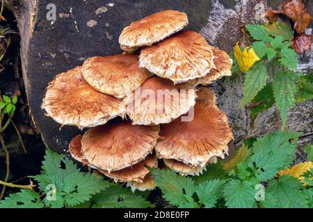 Brown mushrooms on decayed wood Stock Photo