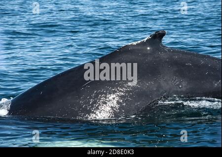 Mighty Humpback whale (Megaptera novaeangliae) seen from the boat near Husavik, Iceland Stock Photo