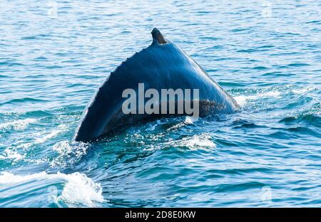 Mighty Humpback whale (Megaptera novaeangliae) seen from the boat near Husavik, Iceland Stock Photo