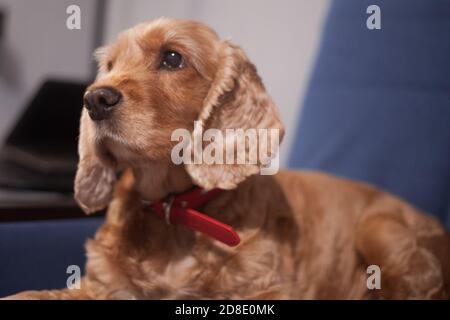 Red Spaniel close-up. Portrait of a purebred show dog at home. Funny pet, kind obedient dog. Breeding and training of thoroughbred spaniel dogs. Stock Photo