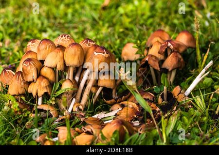 Close up of wild mushrooms growing in garden isolated. Stock Photo