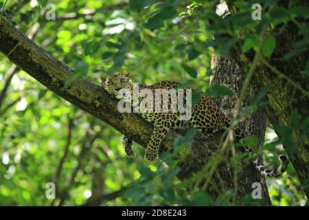 Poses of the leopard resting on a tree in Huai Kha Khaeng Wildlife Sanctuary, Uthai Thani Province, Thailand Stock Photo