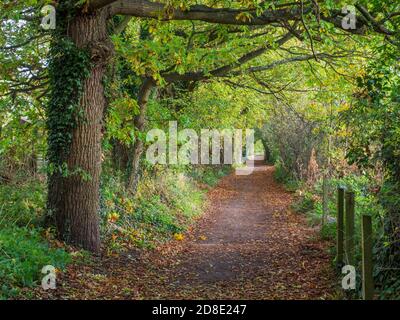 Autumn leaves on the Beryl Burton Cycleway near Knaresborough North Yorkshire England Stock Photo