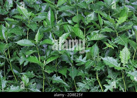 The Upper side of English holly branch. The leaves are bright green foliage and have pointy edges on the ends of the leaves. The branch is long and li Stock Photo