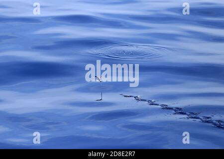 Flying fish taking off (Parexocoetus brachypterus) or Sailfin flying-fish on deep blue sea Stock Photo