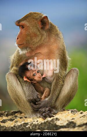 Close up mother monkey with her cute baby on stone Stock Photo