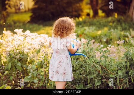 Cute 5 year old curly hair girl watering sweet pea plants in summer evening in countryside on organic vegetable garden bed. Warm evening light. Stock Photo