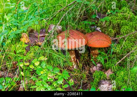 Two flywheel mushrooms with bright orange caps grow in moss on a forest swamp on a summer day. Stock Photo