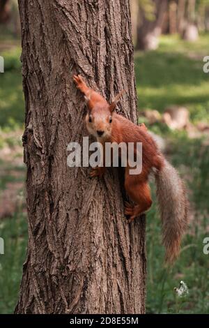 orange fluffy squirrel climbs a tree trunk in the forest close-up Stock Photo