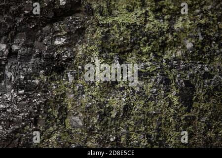 Dark and wet concrete wall with green moss background, Stock Photo