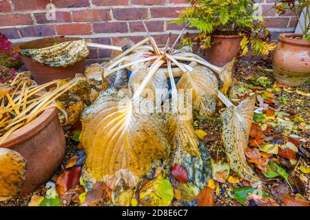 Large yellow leaves of deciduous Hosta (plantain lily) 'Sum and Substance' after dying back in autumn colours in a garden in Surrey, southeast England Stock Photo