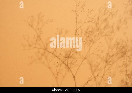 Shadows from the dry plant on yellow background Stock Photo