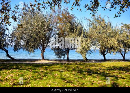 Lonely branchy oleaster trees against blue sky at seaside in fall. Silver olive trees in park. Elaeagnus angustifolia, Russian olive, Persian olive Stock Photo