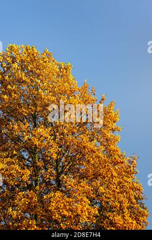 Golden evening light shines on colourful autumn leaves on a tree against a blue sky. Stock Photo