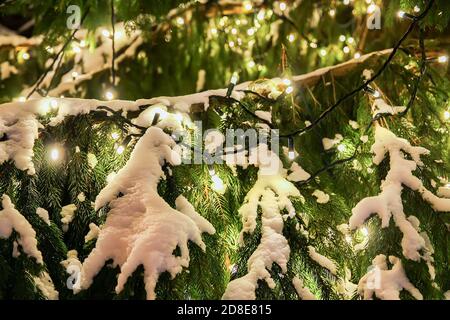 Christmas scene with snow-covered fir-tree at night in old Riga Stock Photo