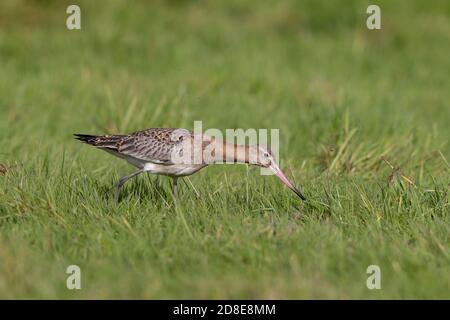 Black tailed Godwit, Limosa limosa, Feeding in water meadow, Oxfordshire, UK Stock Photo