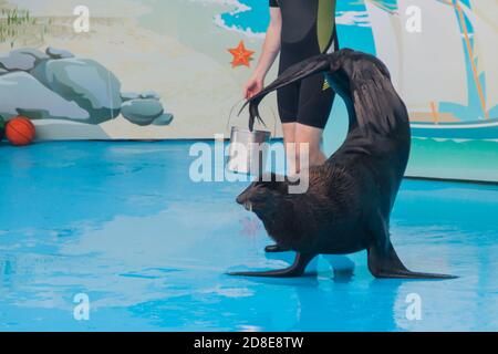 performance of a trained seal in a dolphinarium. a young male trainer interacts with a seal, fur seal, pinnipeds. show with sea animals in the aquarium. Stock Photo