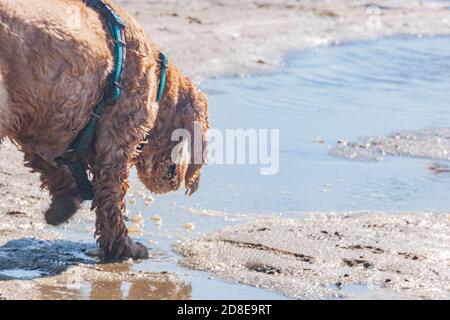 dog suffers from heat in the hot summer and is thirsty. pet drinks cool water from a puddle. sad dirty wet dog purebred cocker spaniel. Stock Photo