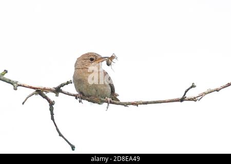 A house wren holds a spider in its beak while perched on a branch. White background