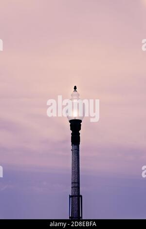 Public street light post on a city street in San Francisco, California, against sunset background Stock Photo