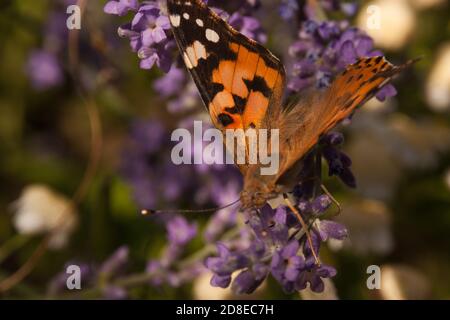 black-and-orange butterfly hive urticaria sits on small lilac wildflowers. butterfly insect in natural habitat, close-up nature photo with bokeh and with variable focus. Stock Photo