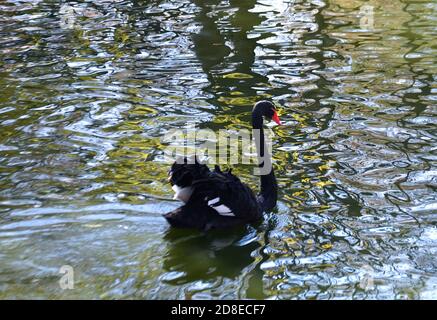 graceful black Swan floating on water selective focus Stock Photo